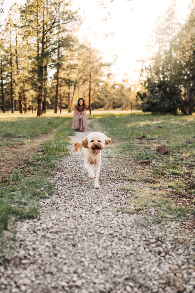 Dog running towards the camera on the arizona trail with owner in the background by annie bee photography.